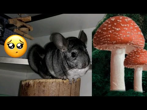 Видео: Грибок у шиншилл
