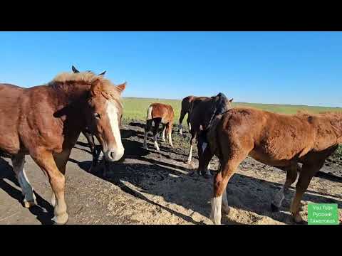 Видео: Большая глистогонка групповой метод. Табунное коневодство.| Коленвал пополам.