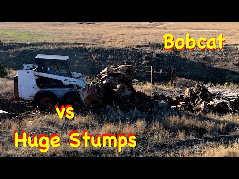 Видео: Чудо рождения и сложные большие пни | Engels Coach Shop