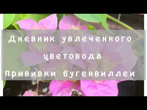 Видео: Прививки бугенвиллеи. Мультидерево