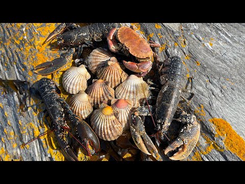 Видео: Эпическое приключение в поисках пищи! Гигантские лобстеры, крабы, гребешки и пляжная еда