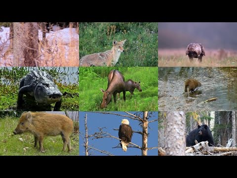 Видео: Животные Северной Америки для детей на английском языке (с видео)