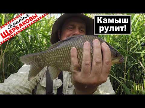 Видео: Потеплело и КАРАСЬ опять СТАЛ КЛЕВАТЬ на удочку! Рукотворные ОКНА В КАМЫШЕ. Забродка.