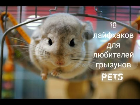 Видео: 10 Лайфхаков для любителей грызунов