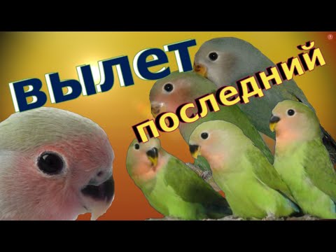 Видео: последний вылет/ попугаи неразлучники