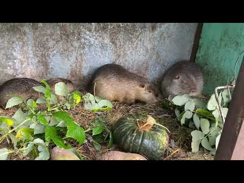 Видео: Годування нутрій  восени .