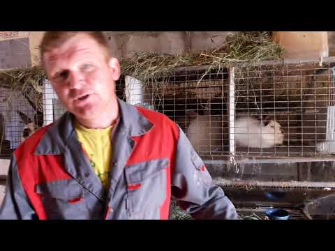 Видео: Белый великан и белый фландер  в чём отличие .