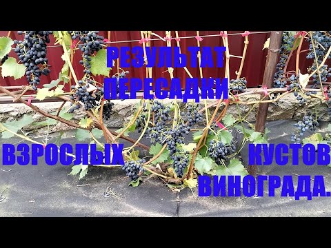 Видео: Результат пересадки взрослых кустов винограда. Беларусь.