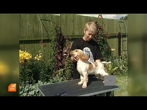 Видео: Английский кокер-спаниель | Элита