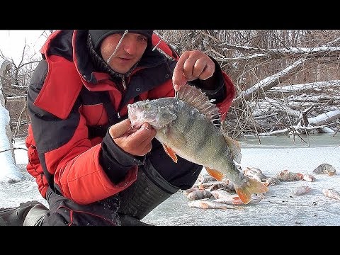 Видео: КИЛОГРАММОВЫЕ ОКУНИ РАЗДАЮТ В ЛЕСУ!!!!!!! Рыбалка по первому льду! Ловля крупного окуня и судака!