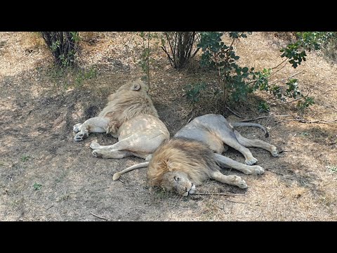 Видео: Чук и Чип - два друга! Парк львов Тайган #тайган