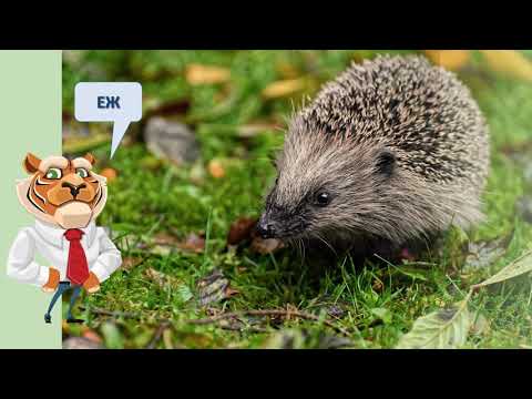 Видео: Диви животни што живеат на копно - 1 дел / Divi zivotni sto ziveat na kopno - 1 del
