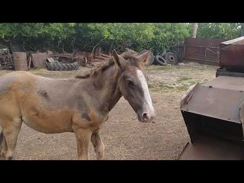 Видео: Жеребёнок Жасмин. Комбайн Енисей. Прицеп коневоз.жеребчики.