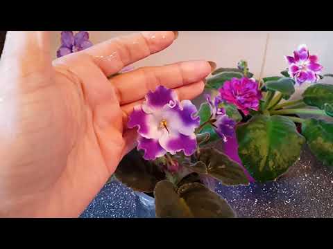 Видео: Цветение фикуса. Фиалки в цвету / Фикустун гулдошу