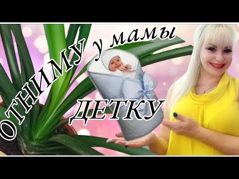 Видео: 🪴Кливия.Содержание|Отделение детки