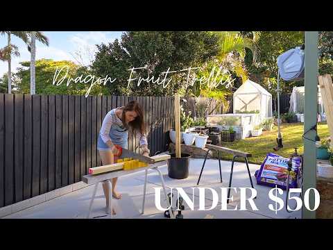 Видео: Постройте решетку для питахайи менее чем за 50 долларов | ЭТО ЛЕГКО!