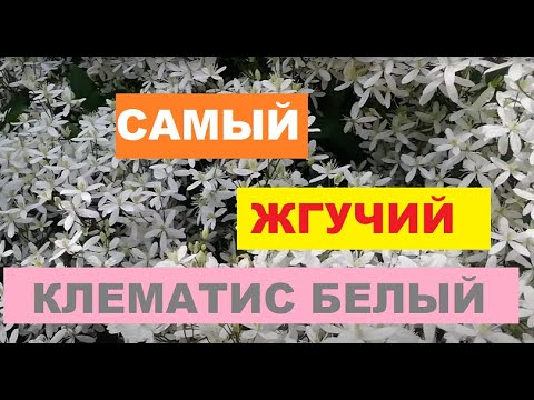 Видео: Клематис белый мелкоцветковый жгучий "БЕЛОЕ ОБЛАКО"