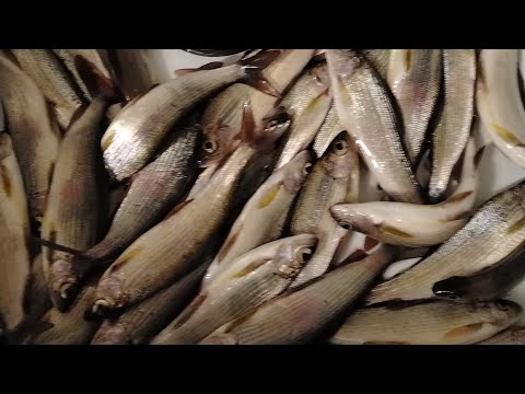 Видео: Рыбачим с Алёной, 21 октября