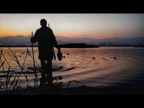 Видео: ПЕРВАЯ ОХОТА ЩЕНОК 10 МЕСЯЦЕВ. Русский охотничий спаниель.