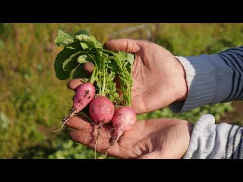 Видео: Редис - разнообразие формы и цвета