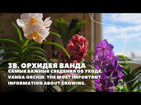 Видео: 3В.Ванда. Самые важные сведения об уходе.Vanda orchid. The most important information about growing.