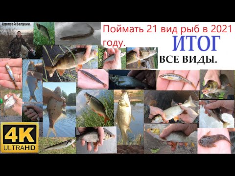 Видео: Поймать 21вид в 2021. Итог. Все виды.