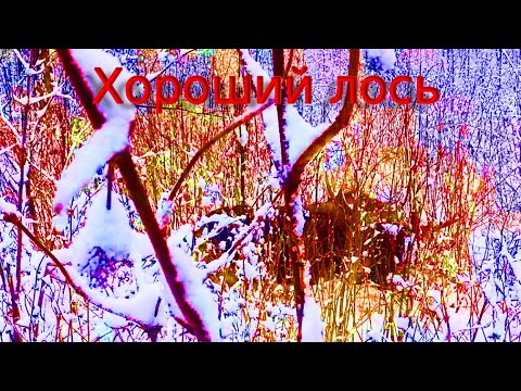 Видео: Охота на лося с лайкой.Вот это бычара.Вылетел прямо на меня.Добыли лося.Хороший лось.