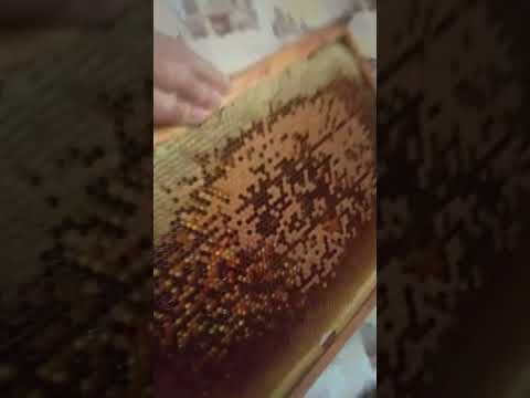 Видео: качаю акацию 2024