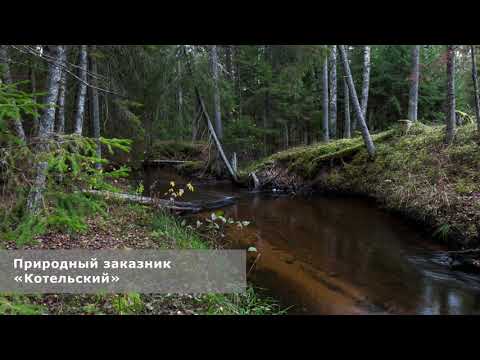 Видео: 01. От входного щита до побережья Копорской губы