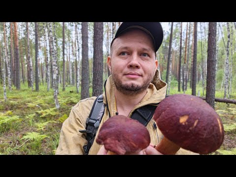 Видео: Сбор грибов. Белые, подберёзовики и боровики. 17.08.2024