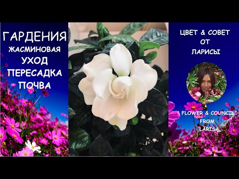 Видео: ГАРДЕНИЯ ЖАСМИНОВИДНАЯ КАК ПЕРЕСАДИТЬ И УХОД | Гардения уход в домашних условиях