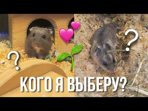 Видео: КТО БУДЕТ МОИМ НОВЫМ ХОМЯКОМ? 🐹 || Подготовка к Новому Питомцу 🏠 Поход в Зоомагазин