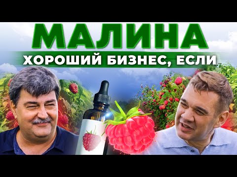 Видео: Малина без отхода. Как заработать на ягоде по максимуму? Бизнес в селе, переработка малины в муку