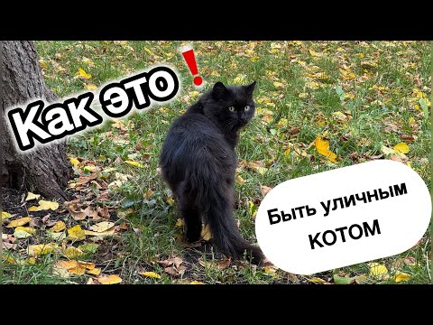 Видео: Уличные КОТЫ 🐈‍⬛ На улице уже прохладно❗️