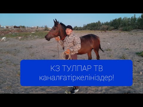 Видео: Араб тай Болашақ