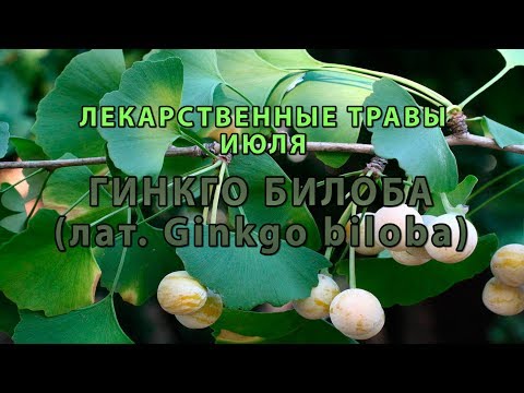 Видео: Лекарственные растения июля "Гинкго Билоба"