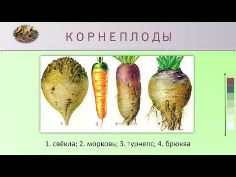 Видео: Видоизменения корней. Биология 6 класс.
