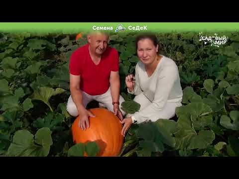 Видео: Тыквы-гиганты в Подмосковье!