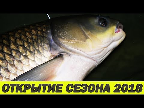 Видео: КАРПОВАЯ ЛОВЛЯ РАННЕЙ ВЕСНОЙ. Где искать карпа по холодной воде.
