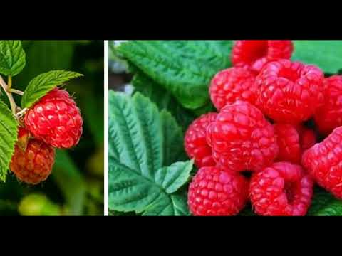 Видео: Малинове дерево: правильна посадка і догляд