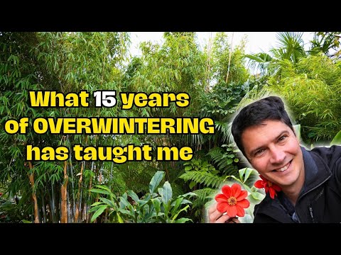 Видео: ПУТЕВОДИТЕЛЬ ПО ЗИМОВКЕ ЭКЗОТИКИ В ВЕЛИКОБРИТАНИИ В 2025 ГОДУ