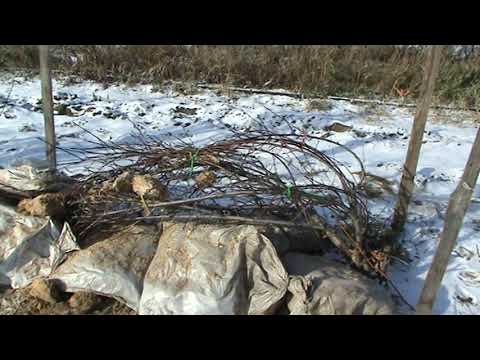 Видео: пора укрывать персики !