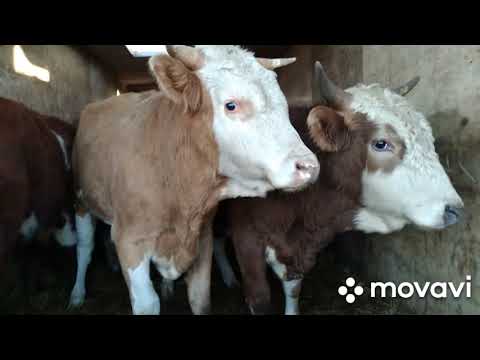 Видео: Скотный рынок. город Хасавюрт   12.12.2020