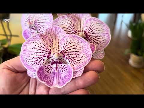 Видео: ОРХИДЕИ 🌸БИГ ЛИП  ЦВЕТЕНИЕ …( подборка) часть 2 🍁🍁🍁