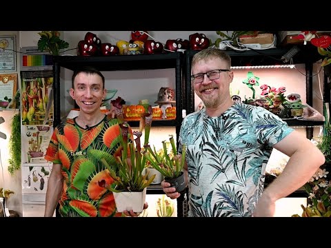 Видео: Самая большая коллекция хищных растений. В гостях у Сергея Куницына.