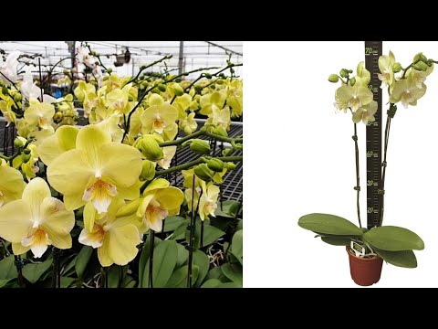 Видео: Большому Кораблю Большое Плавание | ПОСАДКА ОРХИДЕИ из мха в кору | Phal. YH Green Dance, big lip