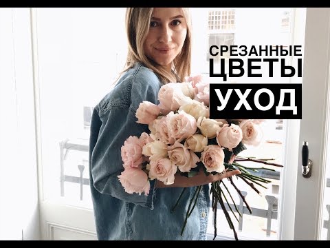 Видео: УХОД ЗА СРЕЗАННЫМИ ЦВЕТАМИ/на примере розы Девида Остин/Кейра