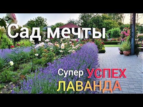 Видео: Лаванда.Правила ухода и выращивания +очень КРАСИВЫЙ САД