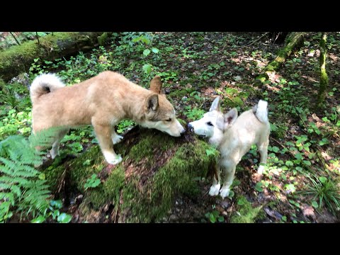 Видео: Натаска щенков лайки , первые выходы в лес со щенками .