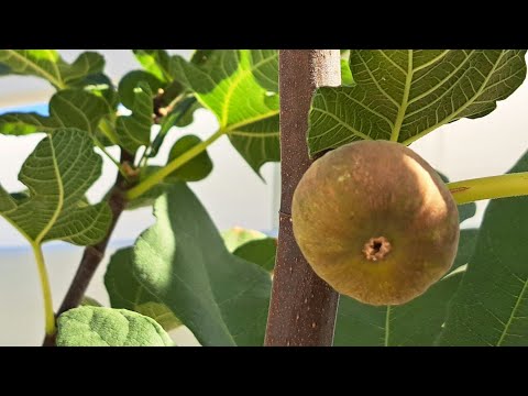 Видео: Инжир Мадлена двухсезонная, первое плодоношение из черенка этого года -  Madeleine de 2 seasons fig.